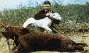 Kisah Nyata Kesetiaan Dogo Argentino