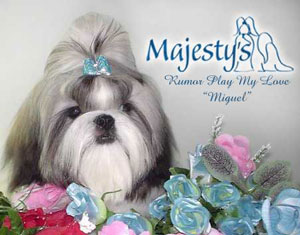 Membuat Topknot Ala Majesty Shih Tzu